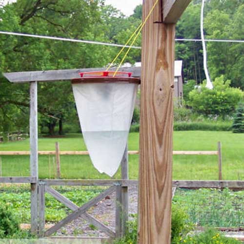 Učinkovita zamka za muhe, ose, stršljene i druge leteće insekte